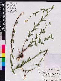 Rhexia alifanus image