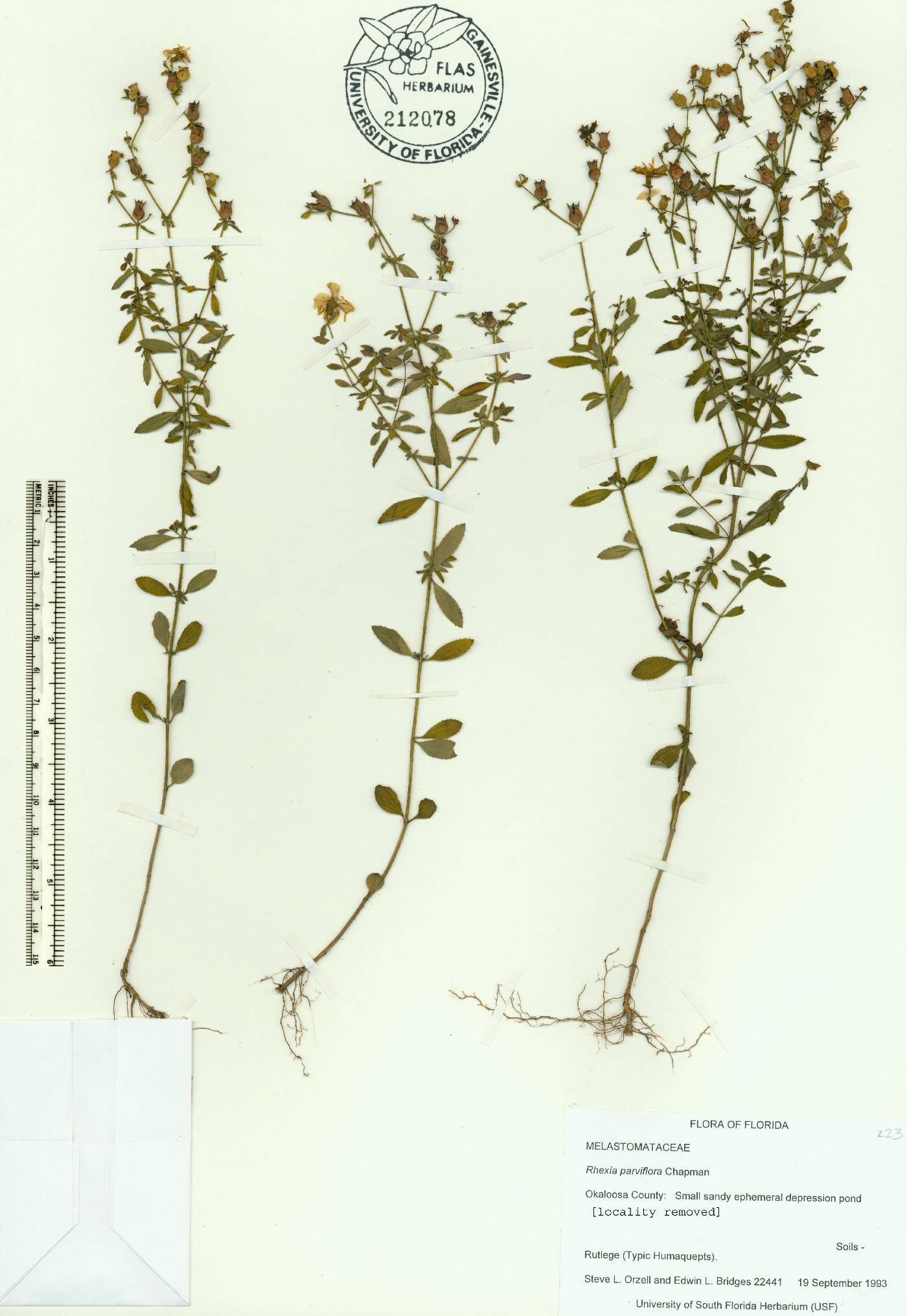 Rhexia parviflora image