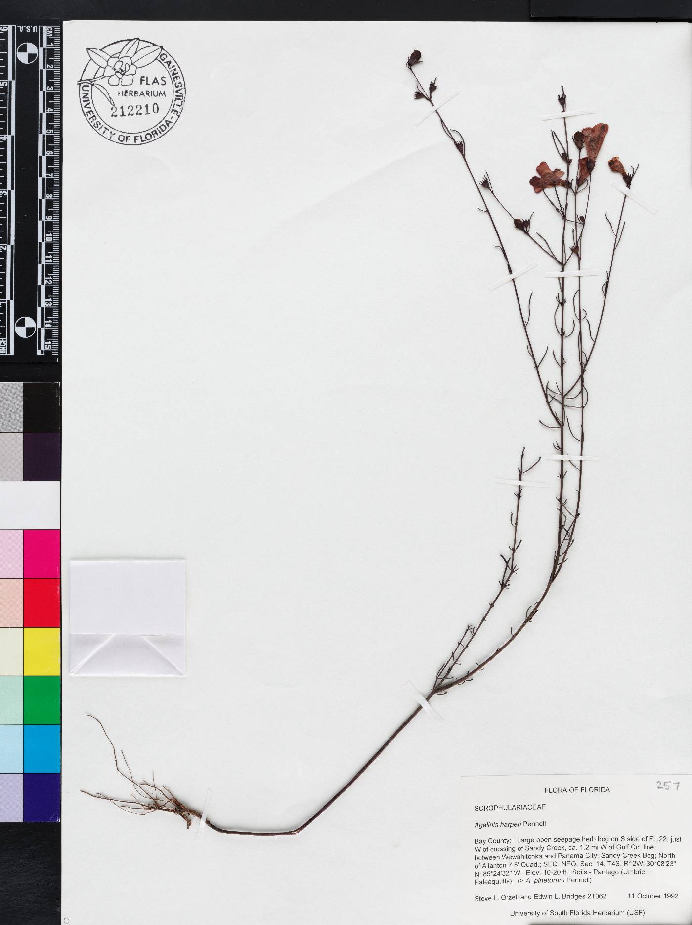 Agalinis harperi image