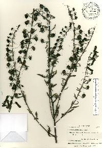 Macranthera flammea image