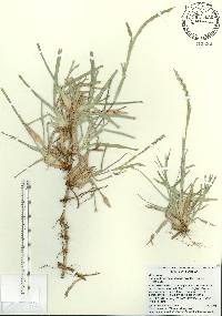 Stenotaphrum secundatum image