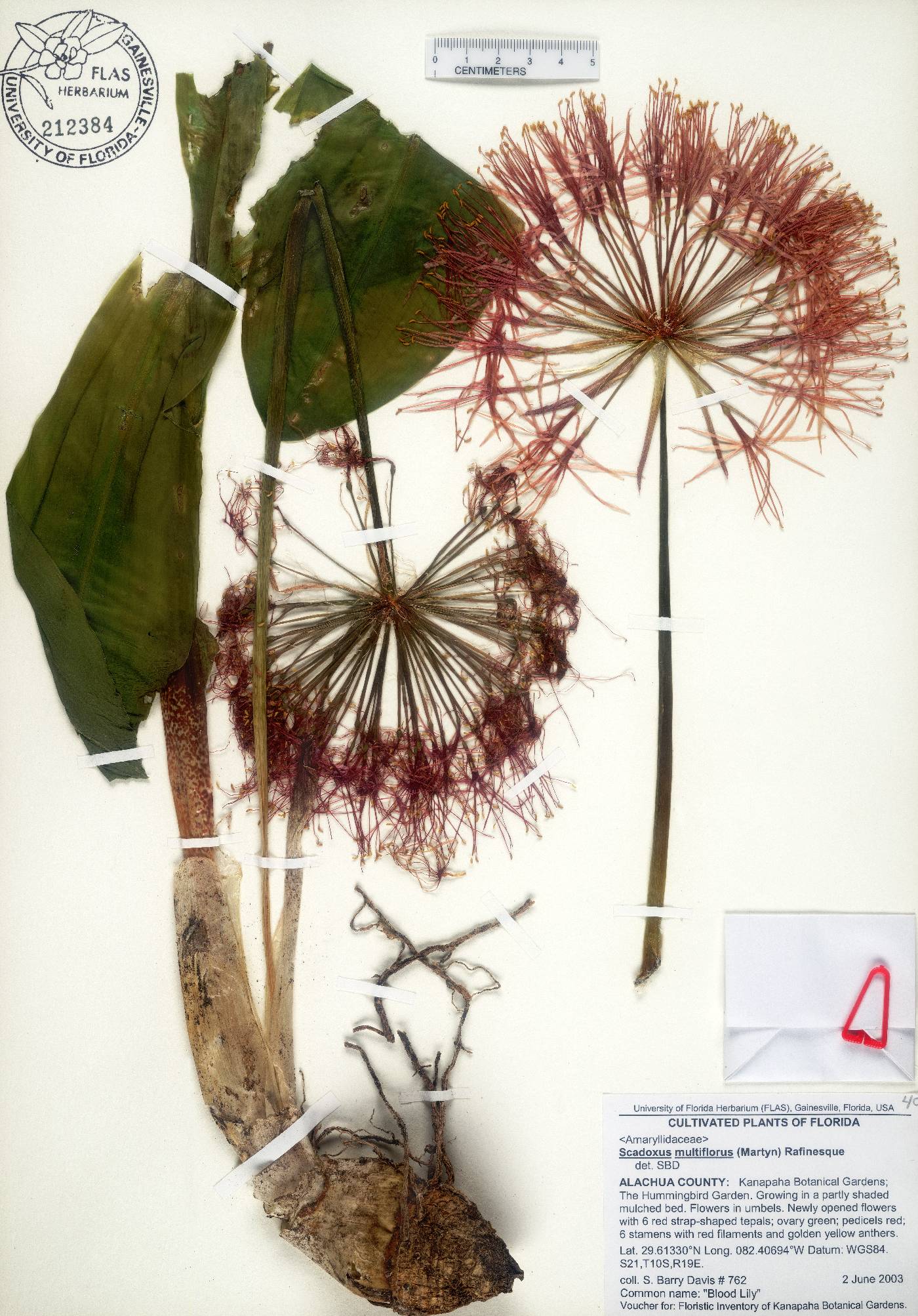 Scadoxus multiflorus image