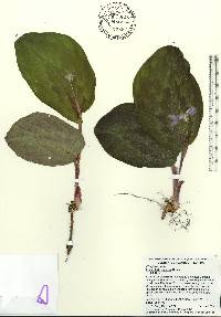 Kaempferia pulchra image