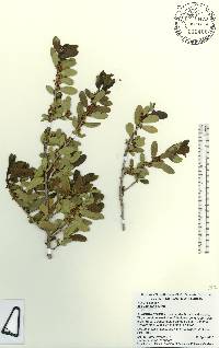 Ilex vomitoria image