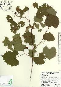 Vitis rotundifolia image