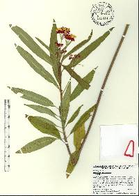 Asclepias curassavica image