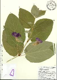 Thunbergia battiscombei image