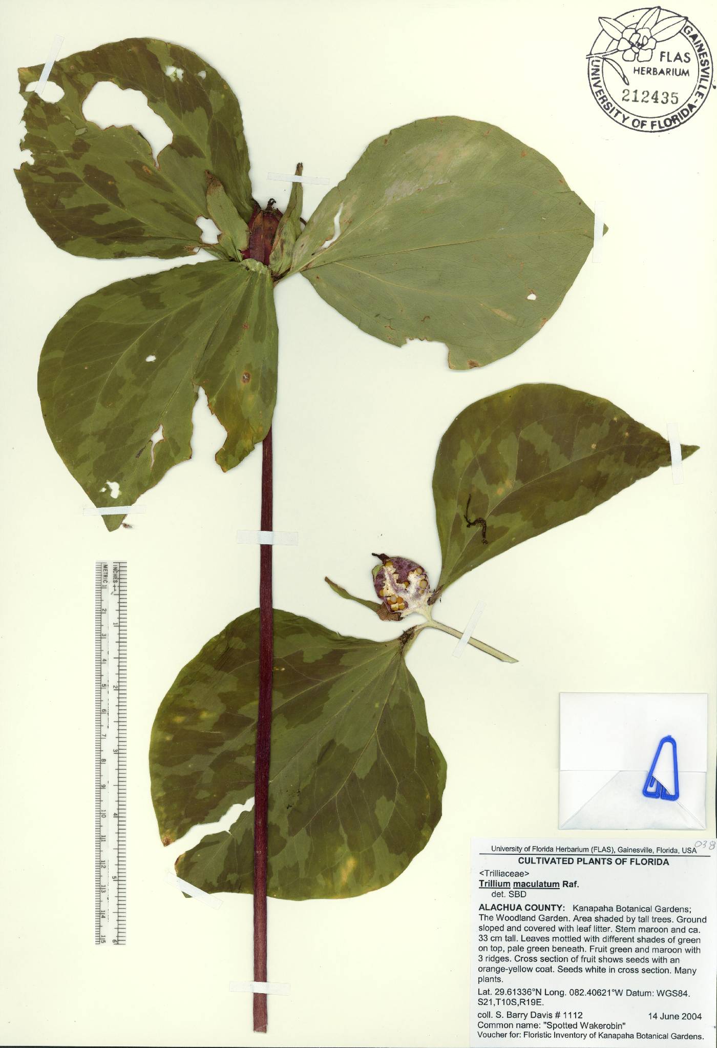 Trillium maculatum image