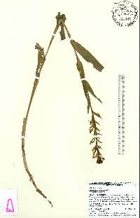 Habenaria repens image