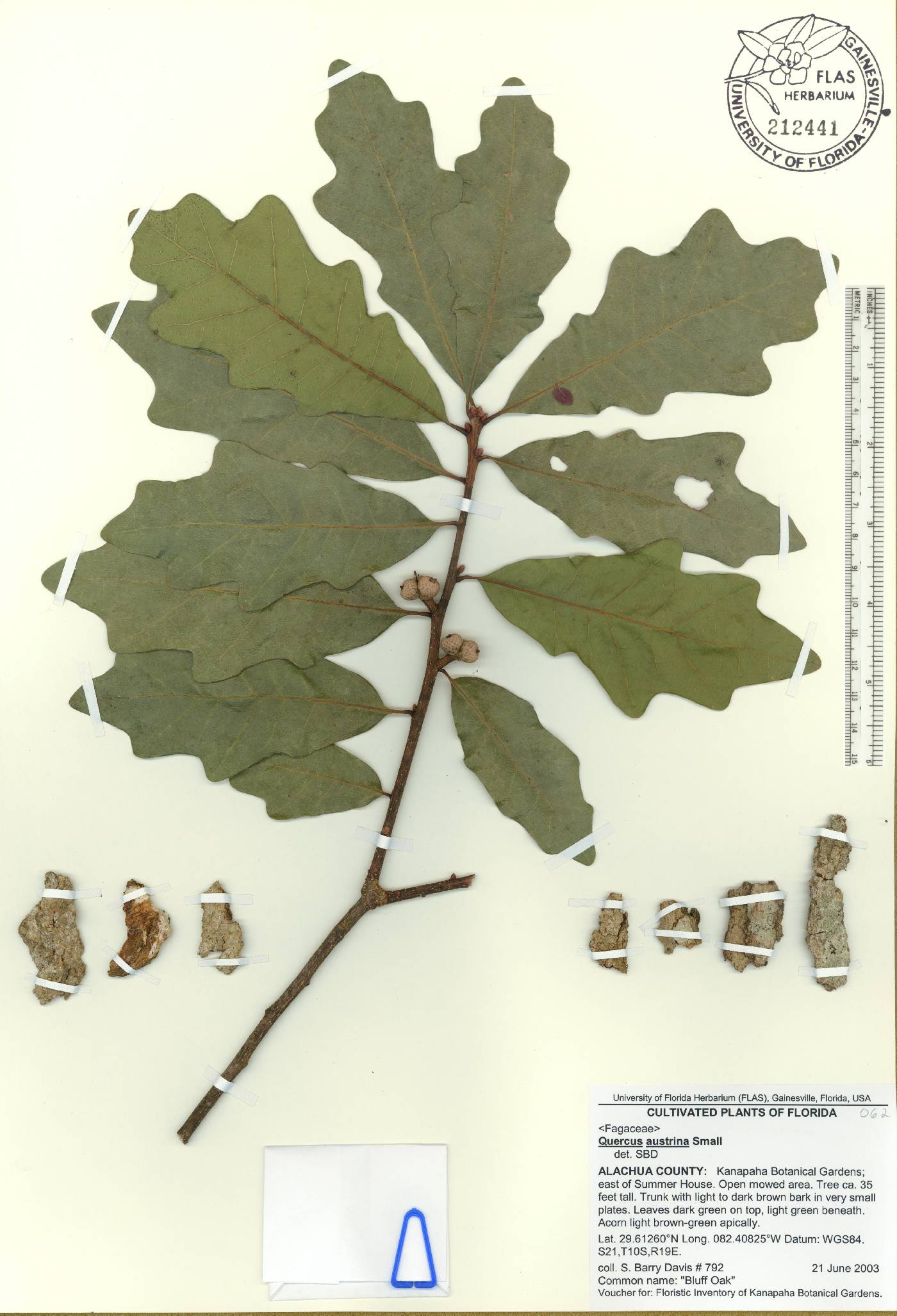 Quercus austrina image