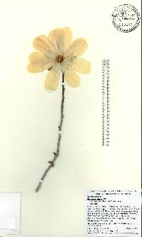 Magnolia loebneri image