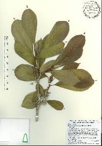 Magnolia soulangeana image