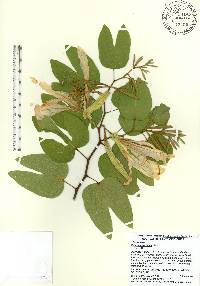 Bauhinia forficata image