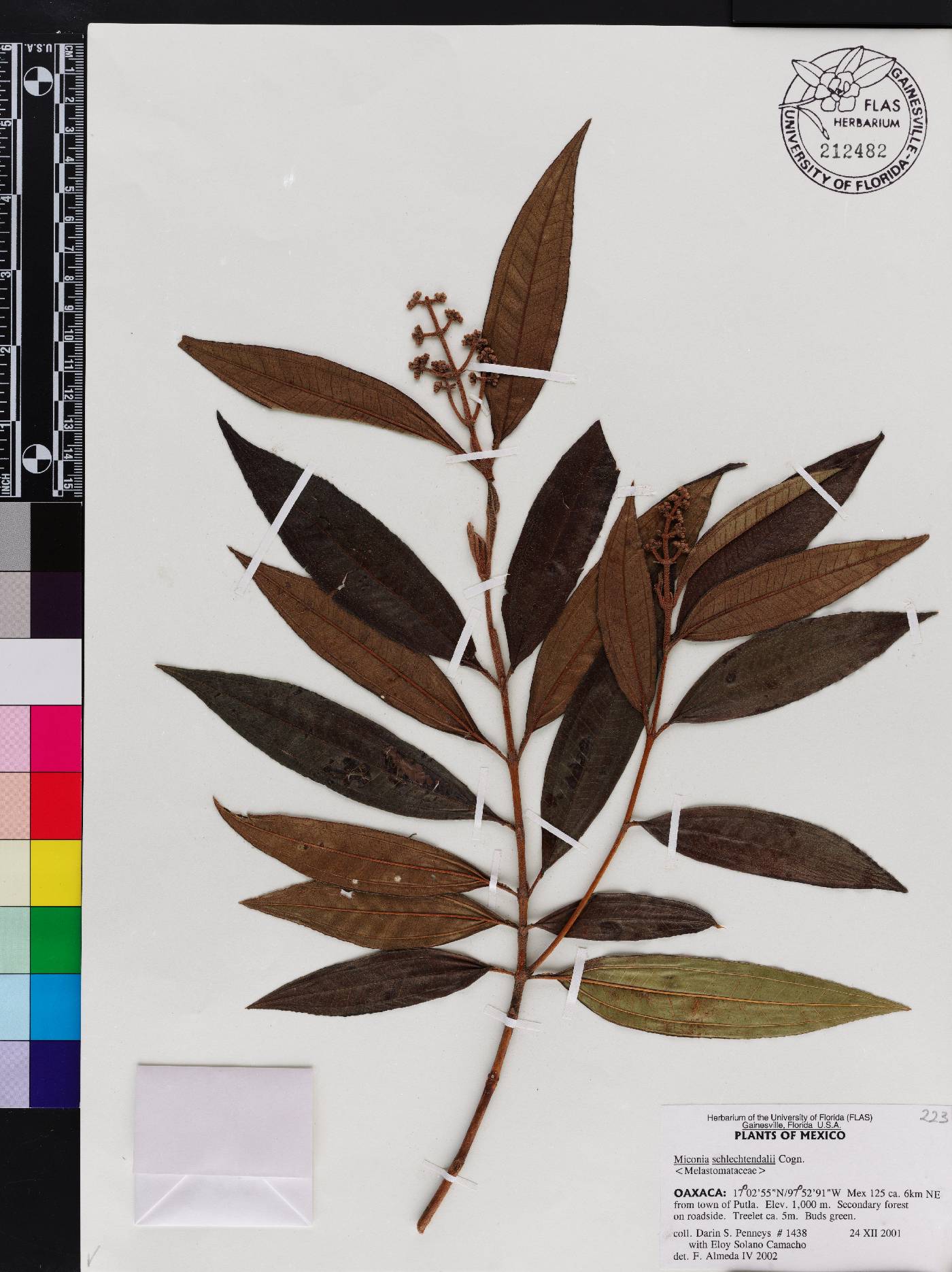 Miconia schlechtendalii image