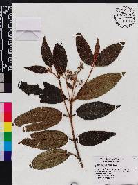 Miconia ibaguensis image