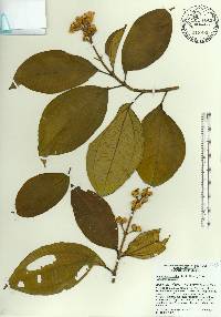 Miconia subhirsuta image