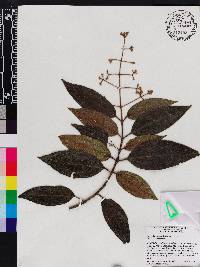 Miconia ibaguensis image