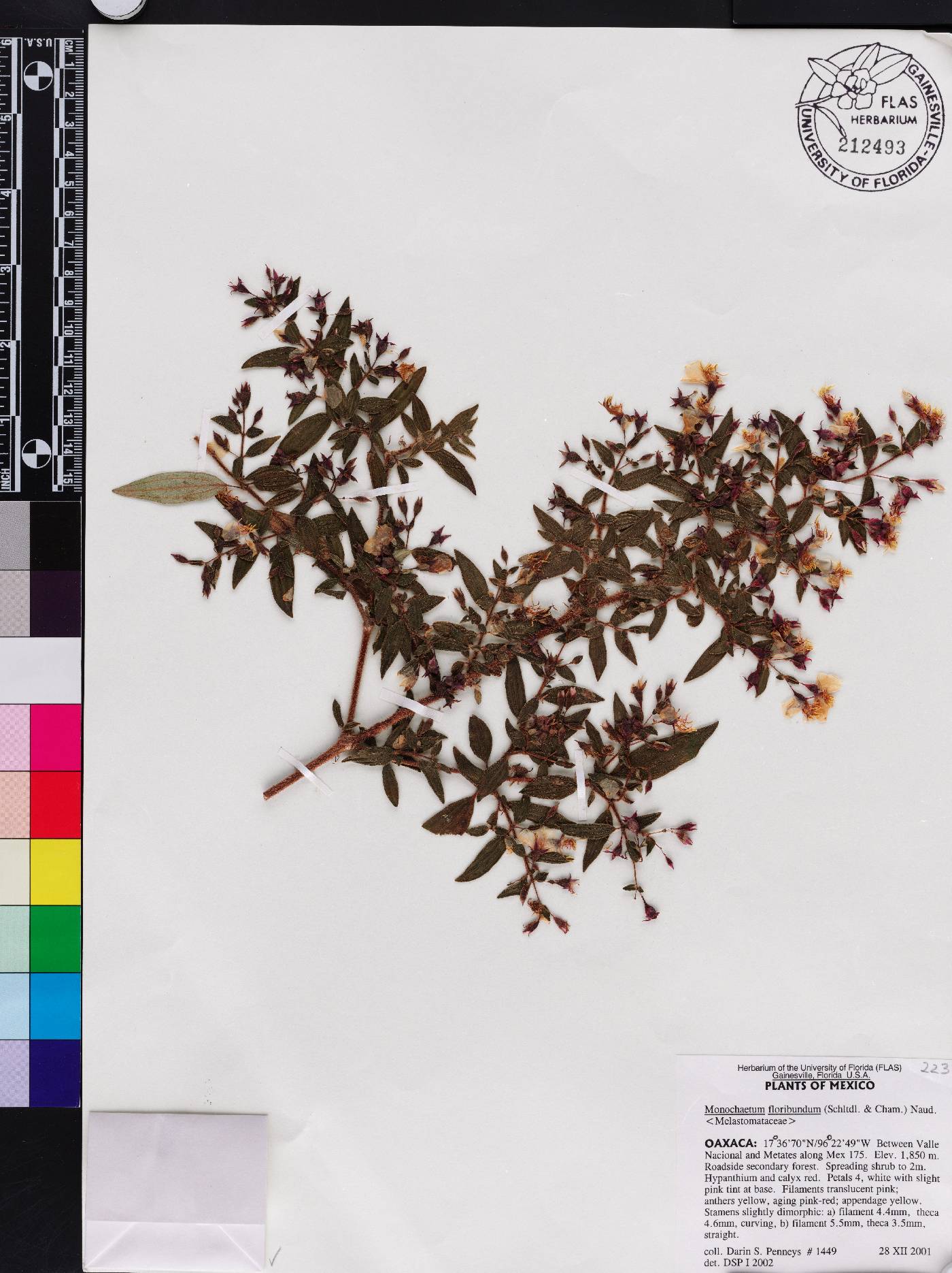 Monochaetum floribundum image
