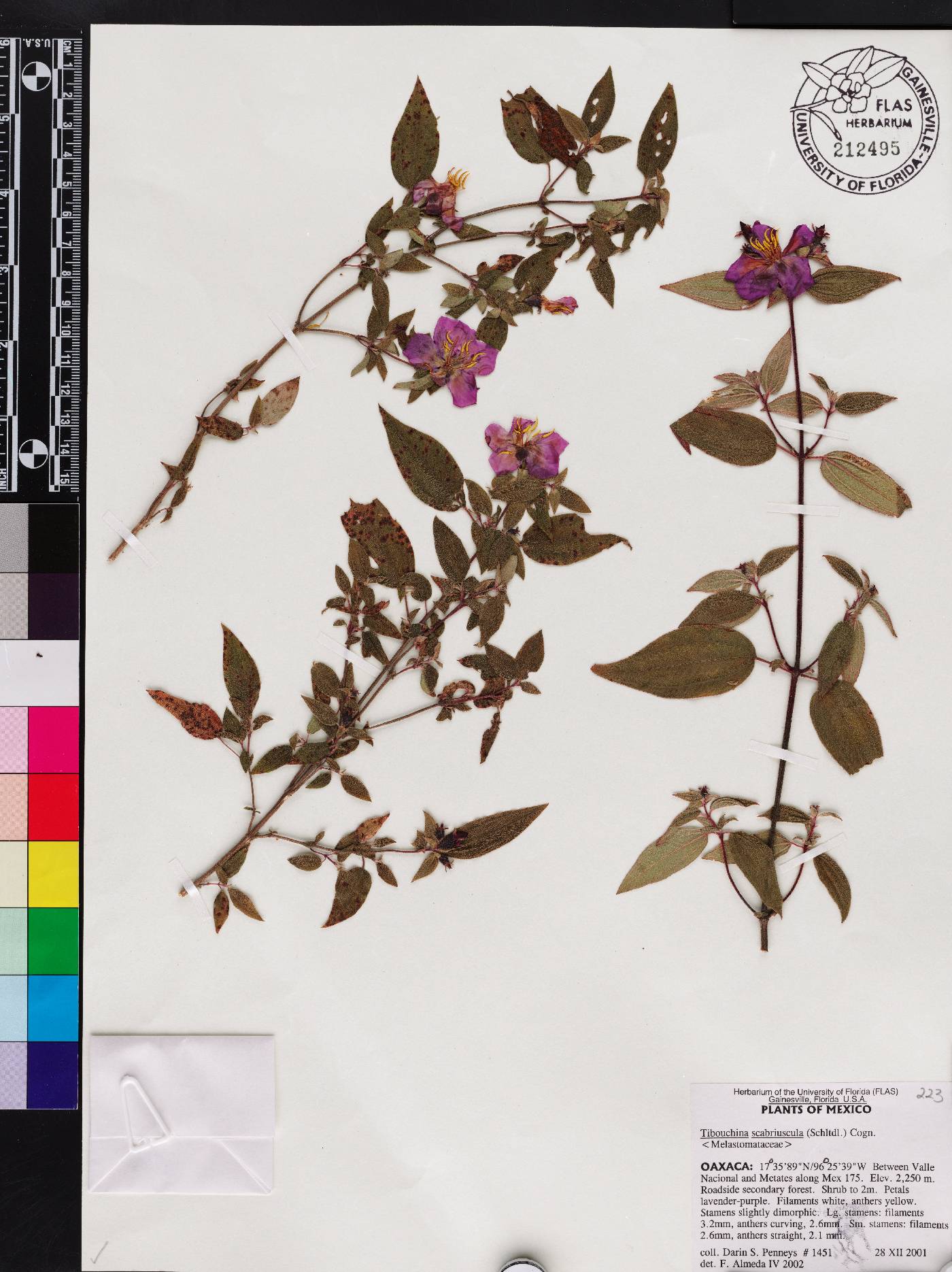 Chaetogastra scabriuscula image