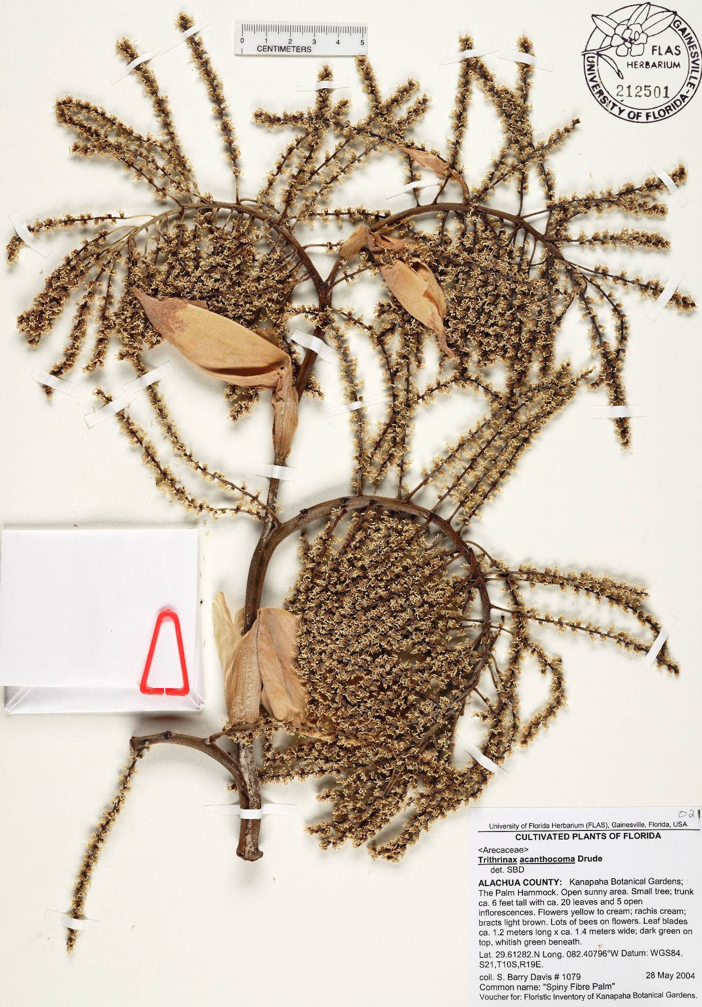Trithrinax brasiliensis var. acanthocoma image