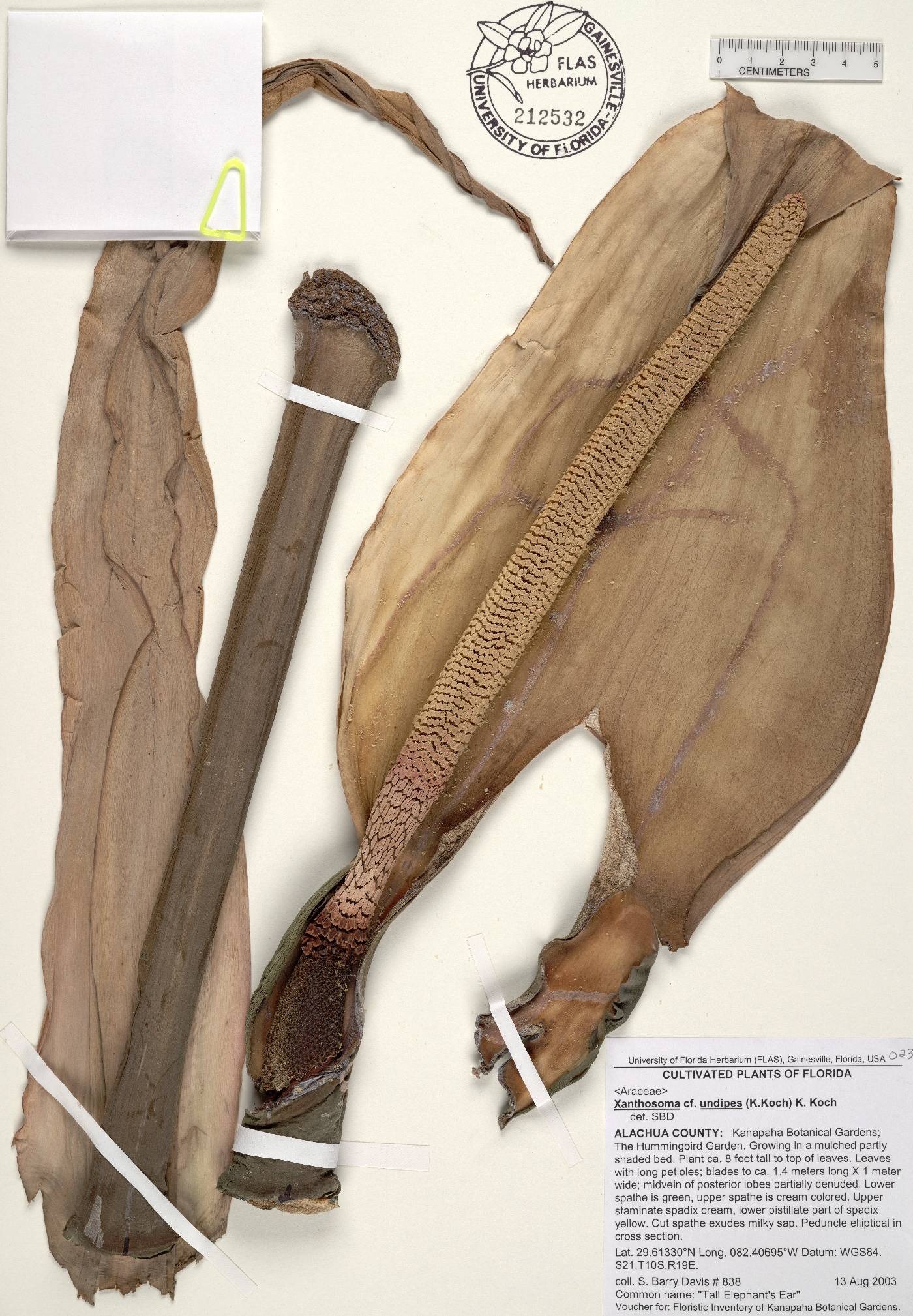 Xanthosoma undipes image
