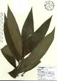 Dichorisandra thyrsiflora image