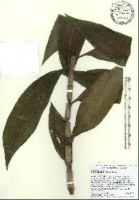 Dichorisandra thyrsiflora image