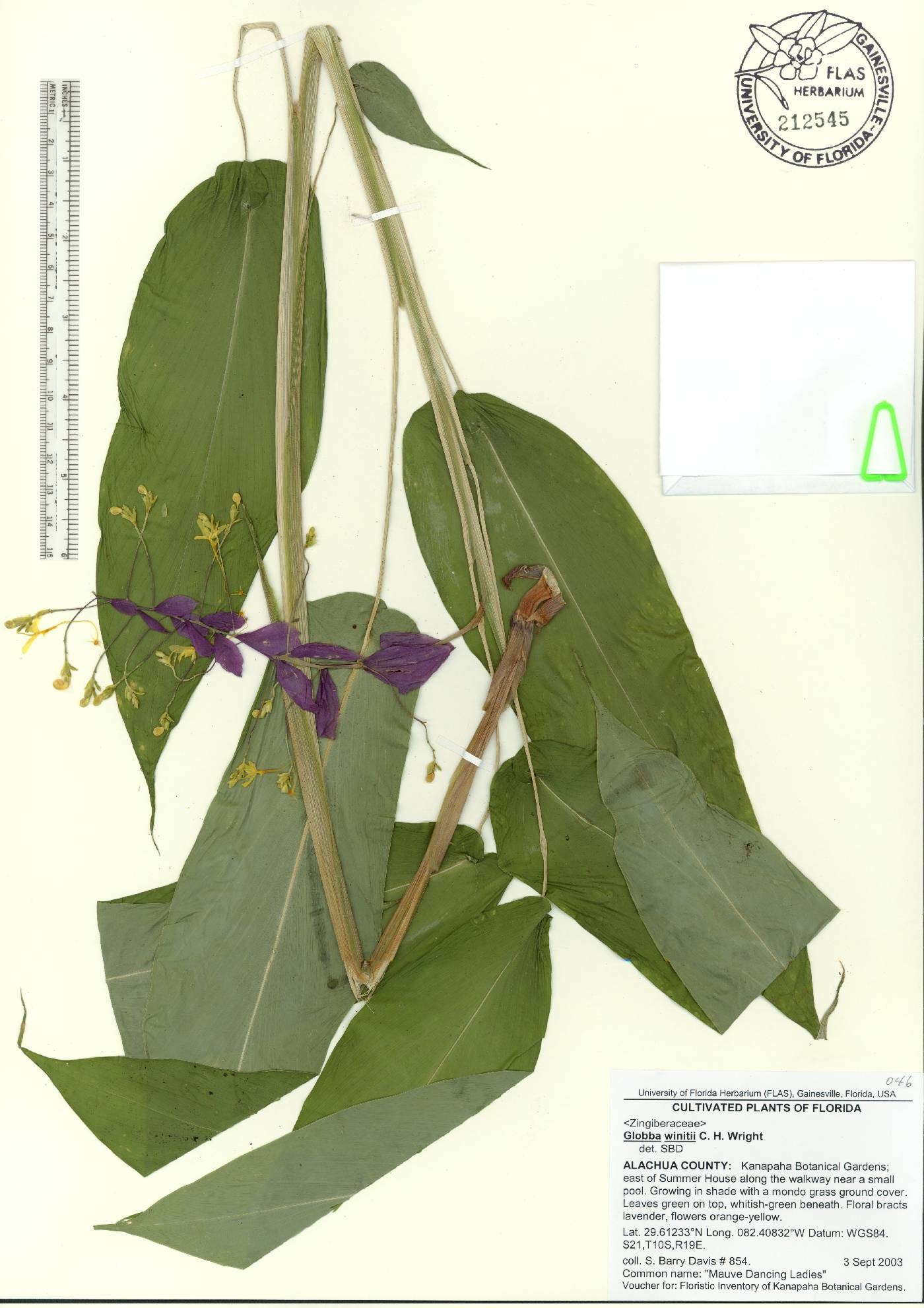 Globba winitii image