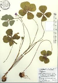 Oxalis tetraphylla image