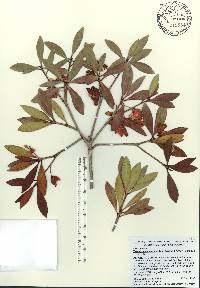 Ternstroemia gymnanthera image