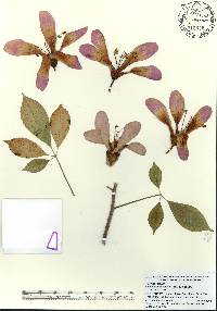 Image of Ceiba pubiflora