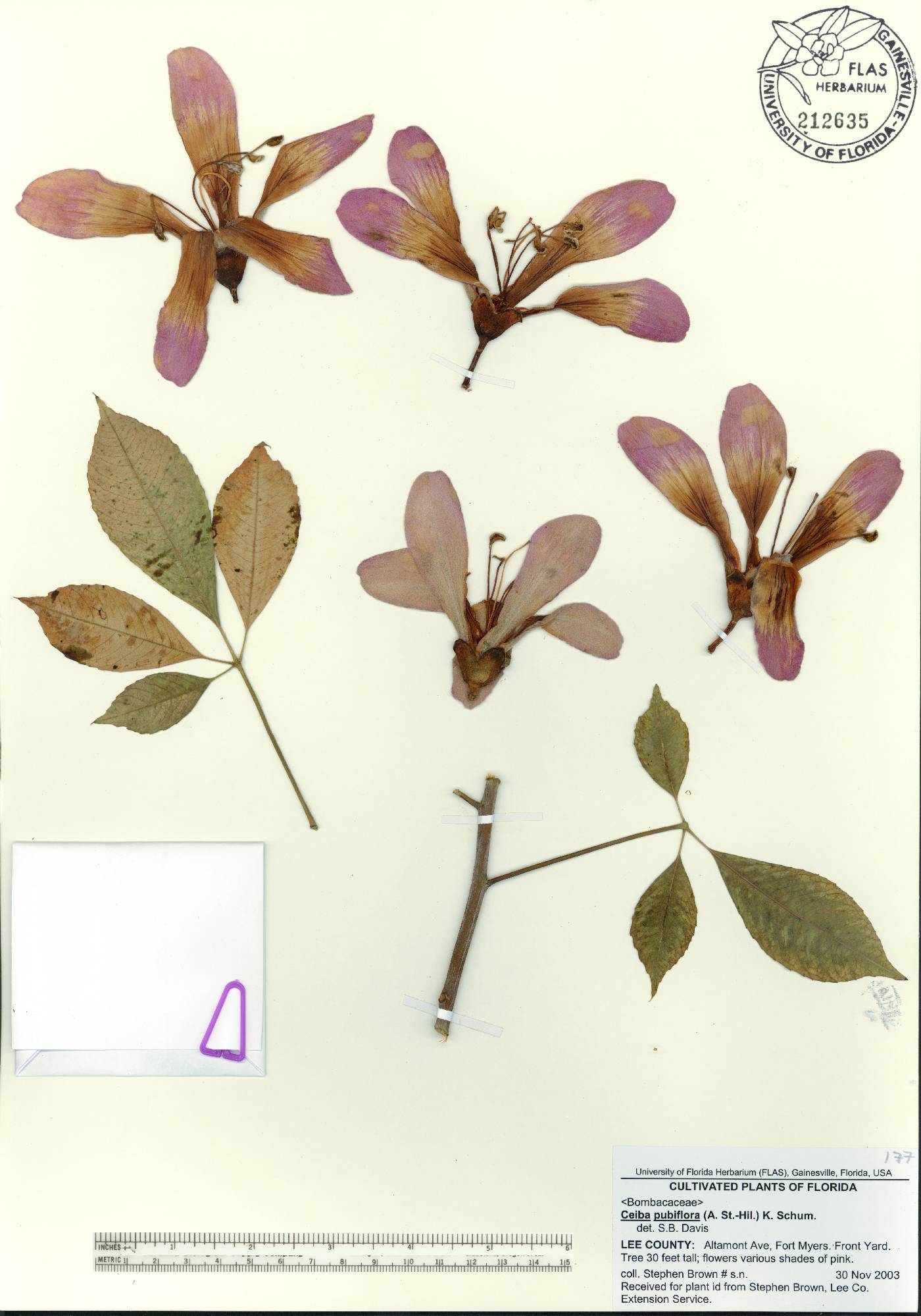 Ceiba pubiflora image