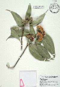 Eucalyptus robusta image