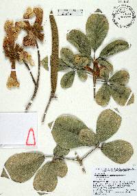 Handroanthus ochraceus image