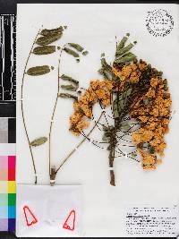 Cassia leptophylla image