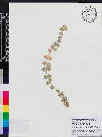 Dischidia ruscifolia image