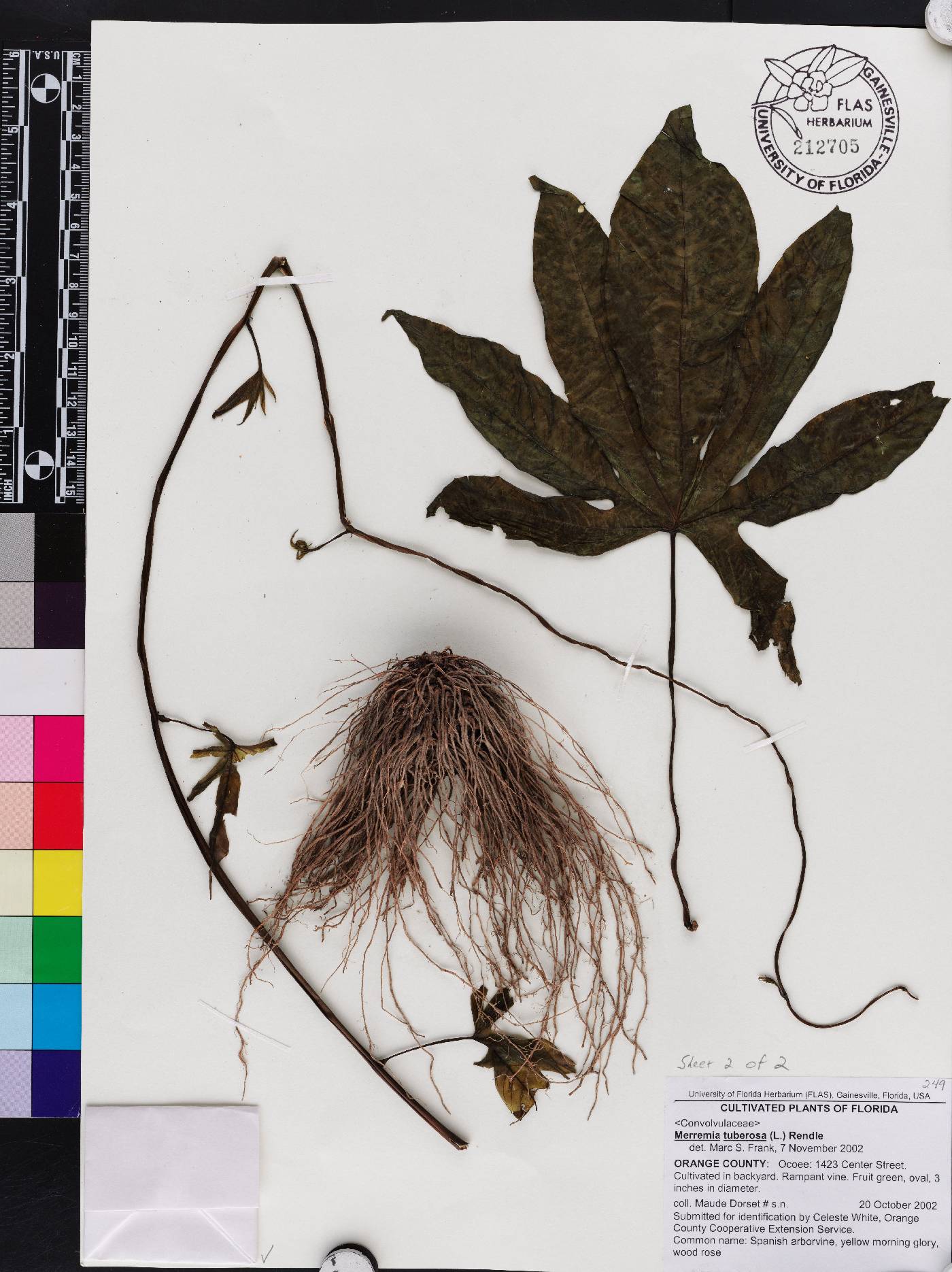 Merremia tuberosa image