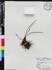 Image of Maxillaria inaequisepala
