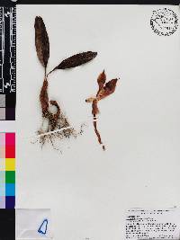 Maxillaria luisae image