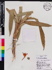 Image of Maxillaria carinulata