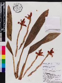 Image of Maxillaria plicata