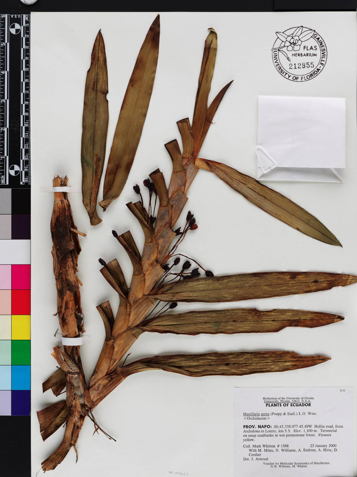 Maxillaria aurea image