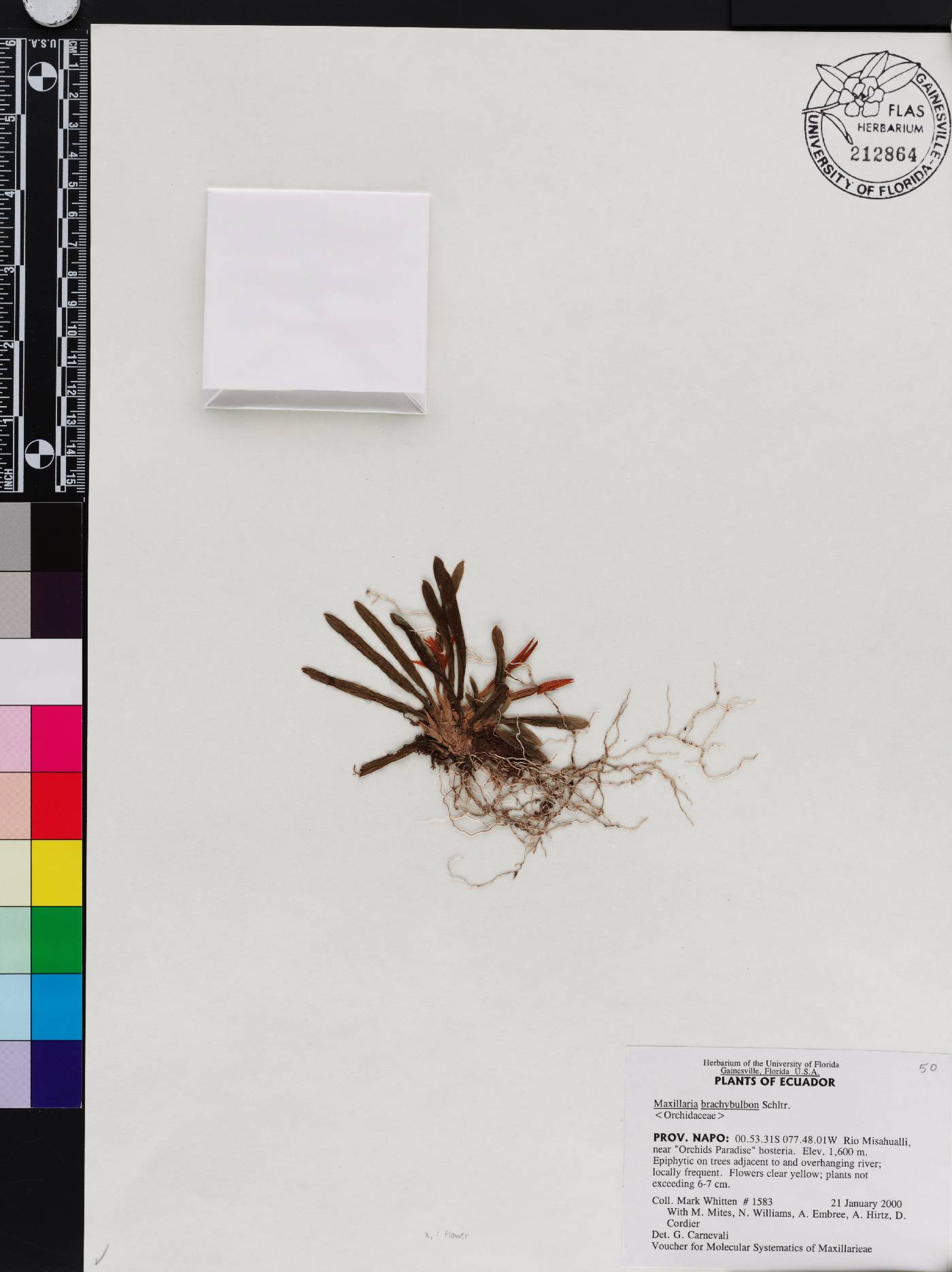 Maxillaria brachybulbon image