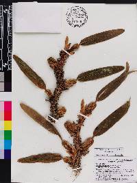 Maxillaria brevilabia image
