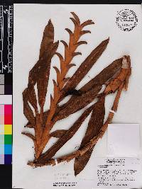 Maxillaria carinulata image