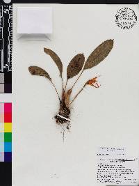Maxillaria chionantha image