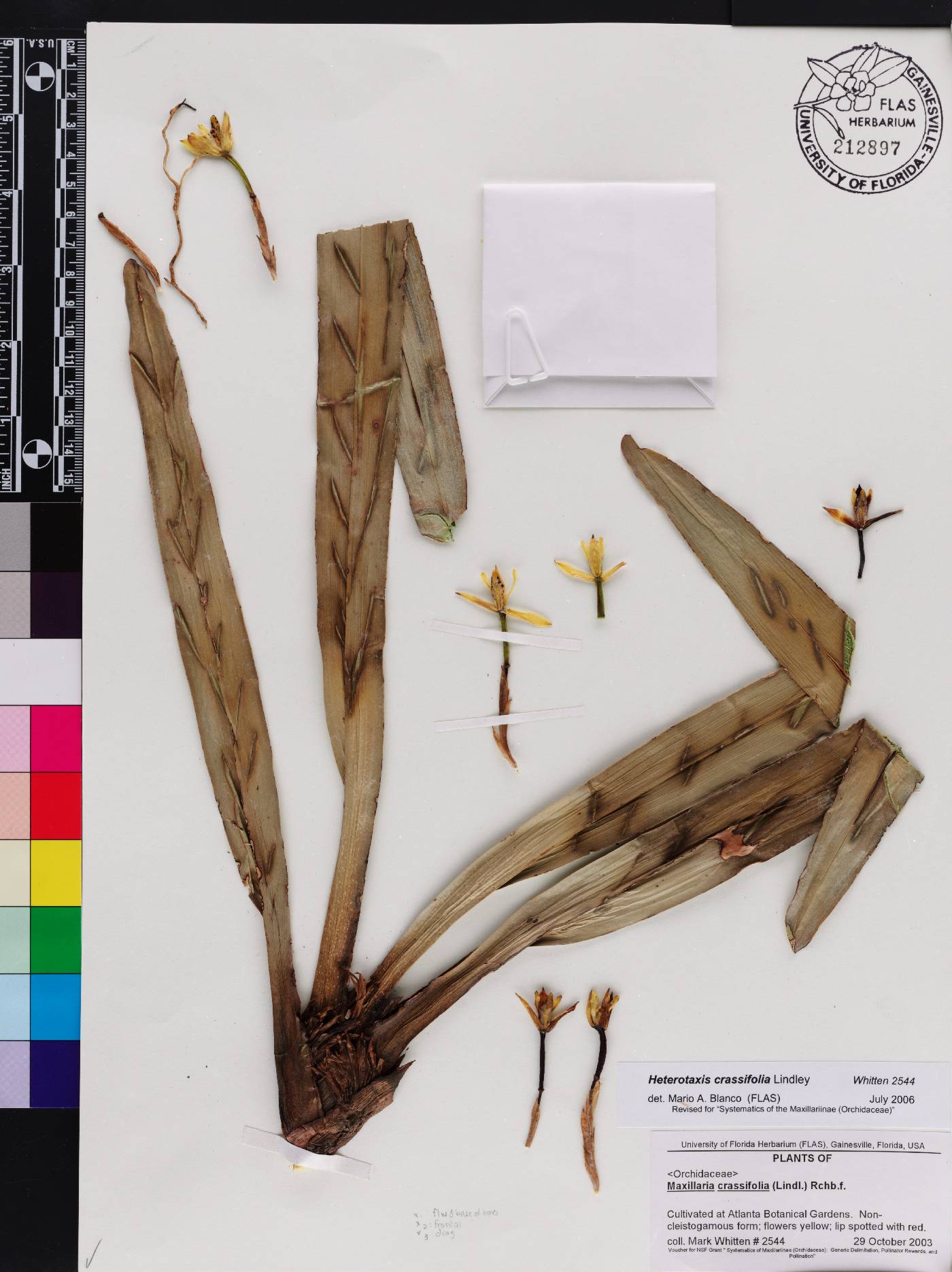 Maxillaria crassifolia image