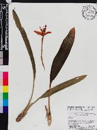 Image of Maxillaria dalessandroi