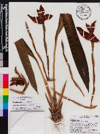 Maxillaria lehmannii image