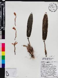 Maxillaria woytkowskii image